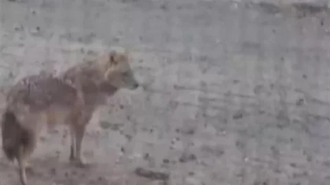 Kurt Yiyecek İçin Yerleşim Alanına İndi