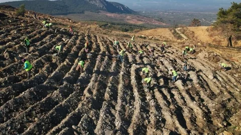 Akhisar'da Yangın Sonrası Ağaçlandırma