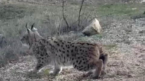 Nallıhan'da Nesli Tükenmekte Olan Vaşak Görüntülendi