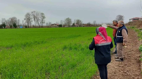 Samsun Çarşamba'da Tarımsal Gözlem Çalışmaları