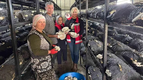 Çarşamba'da Mantar Hasadı Etkinliği