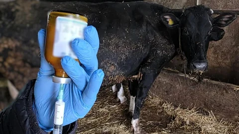 Kırklareli'nde Büyükbaş Hayvanlara Aşı Uygulaması