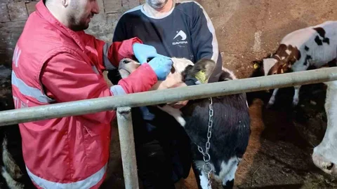 Çarşamba'da Büyükbaş Hayvan Aşılaması