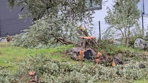 Muğla'da Zeytin Ağaçları Kesildi