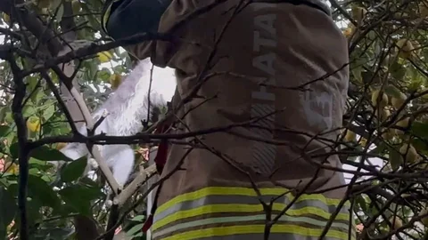 Hatay’da Mahsur Kalan Kedi Kurtarıldı