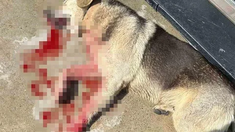 Köpekleri Öldüren Restoran İşletmecisi Tutuklandı