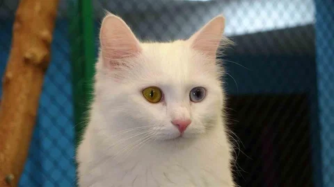 Van'da Kedilerin Önemi Vurgulandı