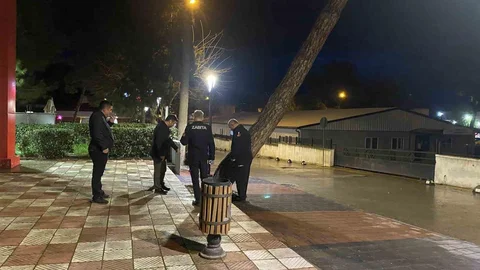 Yarım Asırlık Çam Ağacı Devrildi