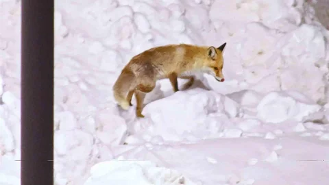 Bitlis'te Sevimli Tilkiler Görüntülendi