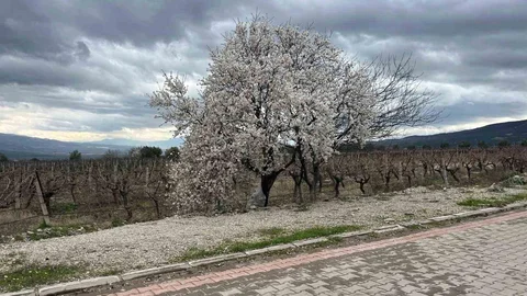 Denizli'de Bahar Renkleri