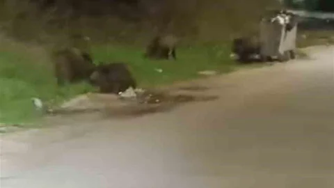 Bursa'da Domuz Sürüsü Sokaklarda Geziyor