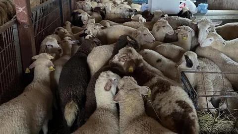 Aydıntepe'de Şap Hastalığı Kontrolleri Devam Ediyor