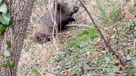 Samsun'da Av Sezonu Tamamlandı
