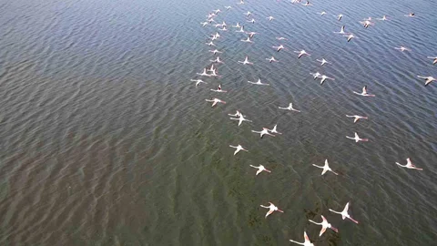 Eber Gölü’ndeki Flamingolar Büyülüyor