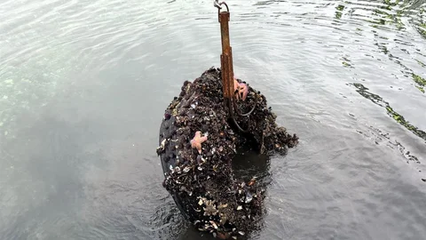 Kocaeli'de Deniz Temizliği Yapıldı