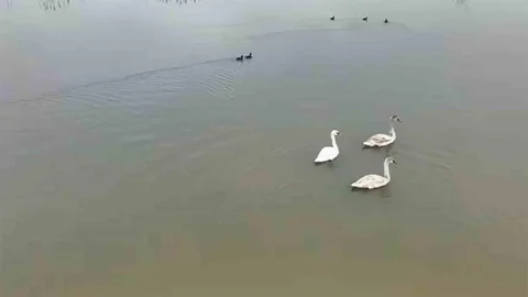 Düzce'de Efteni Gölü'nde Kuğular