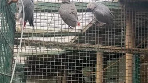 İstanbul Havalimanı'nda Ele Geçirilen Papağanlar