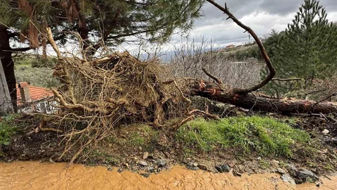 Karacasu’da Toprak Kaymaları ve Ağaç Devrilmesi