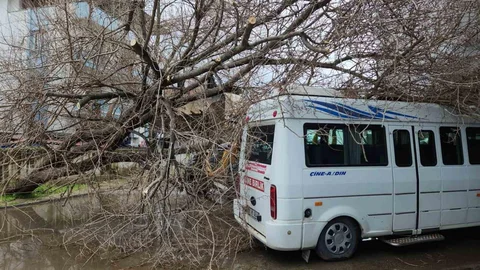 Çine'de Minibüsün Üstüne Ağaç Devrildi