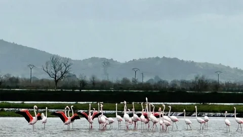 Aydın'da Flamingolar Su Dolmuş Tarlalarda