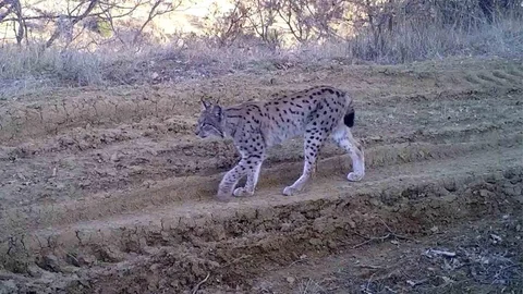 Kırıkkale'de Vaşak Görüntülendi