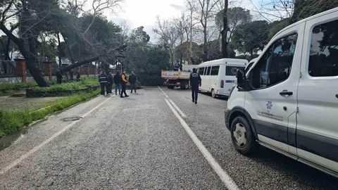 Nazilli'de Fırtına Sonrası Çam Ağacı Devrildi