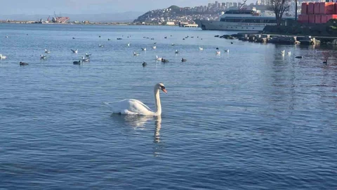 Samsun'da Yabani Kuşların Görsel Şöleni