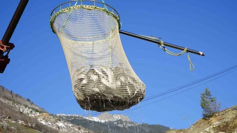 Gümüşhane'de Alabalık Üretimi Arttı