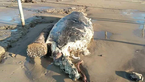 Manavgat'ta Ölü Yunus Bulundu