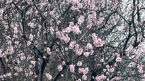 Artvin'de Meyve Ağaçları Çiçek Açtı