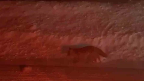 Uludağ Yolunda Tilki Görüntülendi