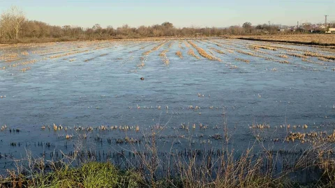 Edirne'de Tarım Arazileri Buzla Kaplandı