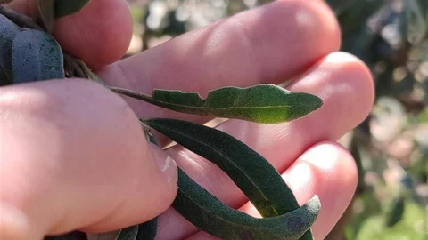 Salihli'de Zeytin Üreticilerine Uyarı