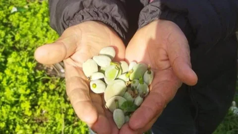 Mersin'de Kara Kışta Badem Meyvesi