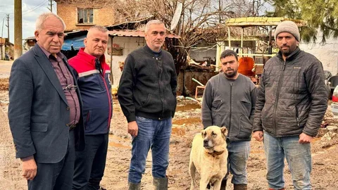 Söke Ovası'nda Zarar Tespiti Devam Ediyor