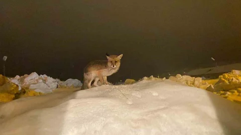 Tunceli'de Aç Kalan Tilkiye Yardım Eli