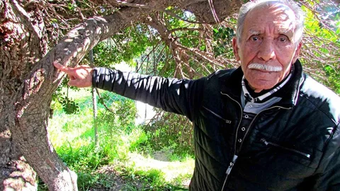 İzmir Alaçatı'da Sakızın Tarihi Anlatıldı