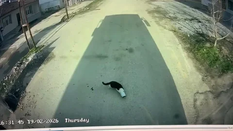 Malatya'da Kedi Kurtarma Olayı