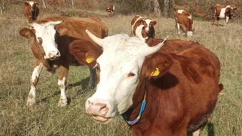 Şap Aşısı Zorunlu Hale Geldi