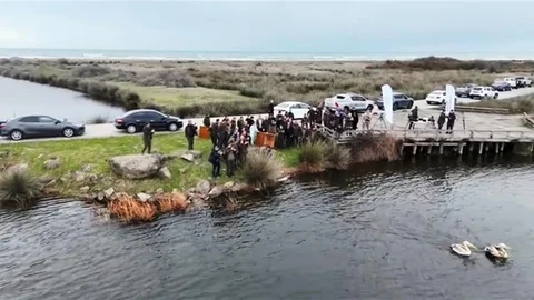 Yaralı Pelikanlar Doğaya Salındı