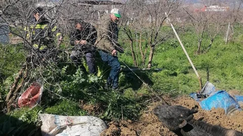Denizli'de Foseptik Çukuruna Düşen İnek Kurtarıldı
