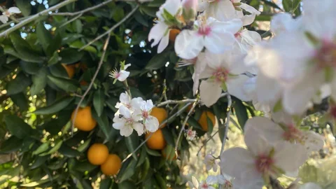 Aksu'da Badem Ağaçları Erken Çiçeklendi