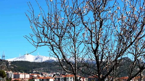 Muğla'da Kış ve Bahar Bir Arada Görüntülendi