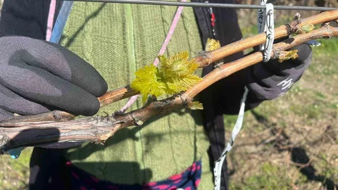 Bağlarda Erken Uyanış Üreticiyi Korkutuyor