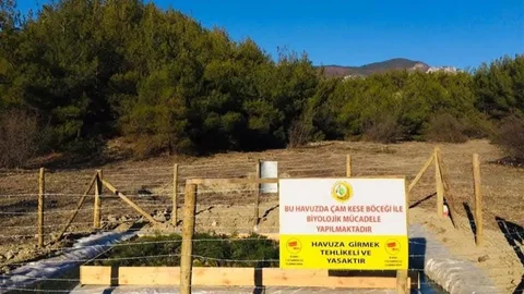 Sinop’ta Çam Kese Böceği Mücadelesi Devam Ediyor