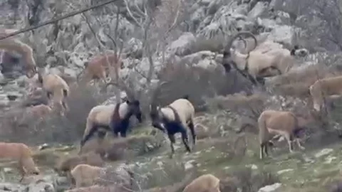 Sincik Boğazı'nda Dağ Keçileri Görüntülendi