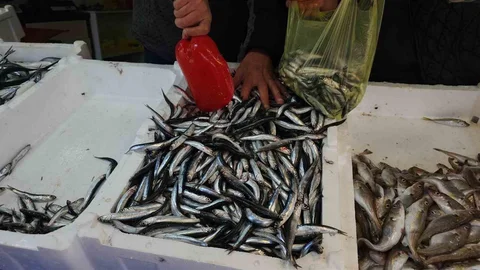 Zonguldak Limanı'ndan 500 Ton Hamsi Çıktı