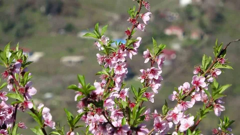 Ordu’da Yalancı Bahar Etkisi