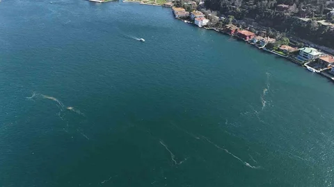 İstanbul Boğazı'nda Denizanası Alarmı