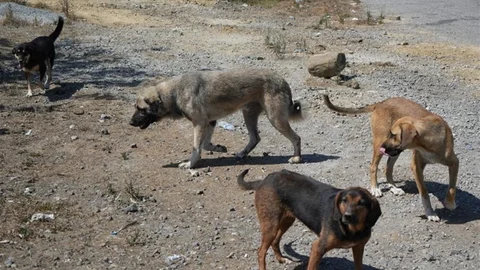 Başıboş Köpekler Trabzon'da Tehlike Oluşturuyor